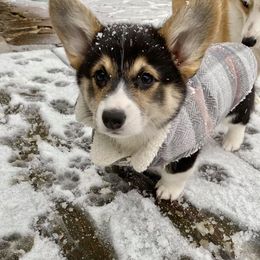 Pembroke Welsh Corgi Puppies from Campbell Ranch Corgis