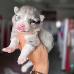 Ella - Merle female Pomsky puppy in Mc Callsburg, Iowa from SZ Rolling Acres LLC