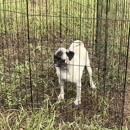 Olivia - Pug