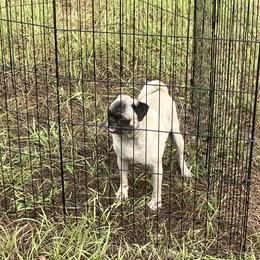 Olivia - Pug