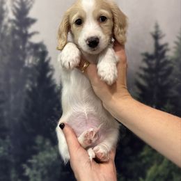 Green Collar - Cream male Dachshund puppy in Lexington, Kentucky from Wilderness Weenies