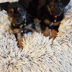 Australian Shepherds, Boerboels, Shorkies, and Yorkshire Terriers from SATA Kennels