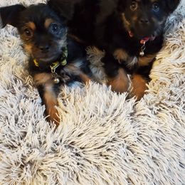 Australian Shepherds, Boerboels, Shorkies, and Yorkshire Terriers from SATA Kennels