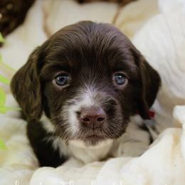 Pink - Piebald female Dachshund puppy in Allons, Tennessee from Amber's Flock Homestead