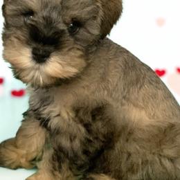 Wolfgang Wolfie - Salt and pepper male Miniature Schnauzer puppy in Kentucky from Mrs Bs Teeny Schnauzers & Doodles