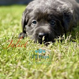 Juliet - Charcoal Dilute Retriever puppy in Rockwall, Texas from T3 Pups