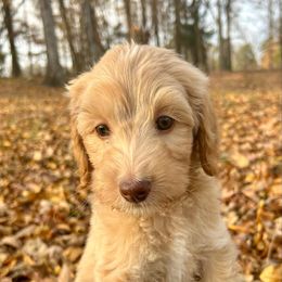 Green Boy - Apricot male Goldendoodle puppy in Huntsville, Alabama from Winchester Doodles