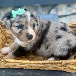 Teal - Blue merle female Miniature Australian Shepherd puppy in 32046, Florida from River Hill Ranch
