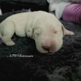 Boy ( Reservation 2 ) - Light golden male Golden Retriever puppy in Murfreesboro, Tennessee from ATW Retrievers