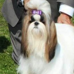 Shih Tzus from Kylin Shih Tzu