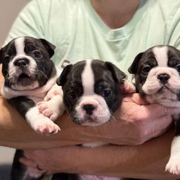Boston Terrier puppies from Homegrown Frenchtons