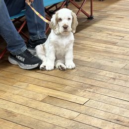 Clumber Spaniel Puppies from Wanderlust Clumber Spaniels
