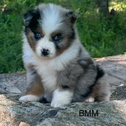 Handsome - Blue merle male Australian Shepherd puppy in Copperhill, Tennessee from Tuff Country Farm