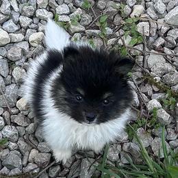 Girl 1 - Tri-colored female Pomeranian puppy in Somerset, Kentucky from Perez Pomeranians