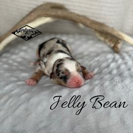 Jelly Bean - Blue merle female Miniature Australian Shepherd puppy in Cody, Wyoming from Quartz Creek Aussies
