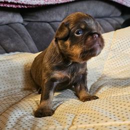 Choc tan boy - Brown male Brussels Griffon puppy in Huntsville, Alabama from Tammy's Brussels