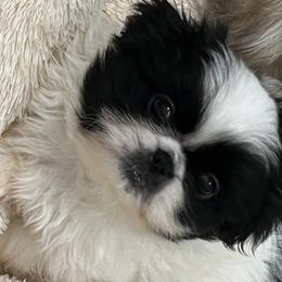 Full AKC - Griffey - Black male Pekingese puppy in Pennsylvania from Triple I Pekes