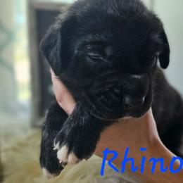 Rhino - Brindle male Mastiff puppy in Linton, Indiana from Riggins Mastiffs and Danes