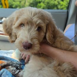Hollywood - Apricot male Labradoodle puppy in Lansing, North Carolina from Murphy Manor Mountain Doodles