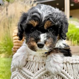 Indigo (BLUE collar) - male Australian Mountain Doodle puppy in Highland, Utah from Angel Pups Deluxe