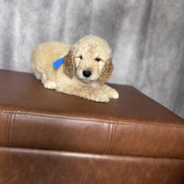 Blue collar male - Cream male Goldendoodle puppy in Piedmont, South Carolina from The Farm at Saluda Ridge