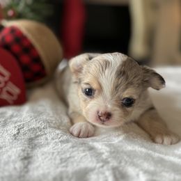 Chihuahua Puppies from Sunset Eves Chihuahuas
