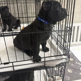 Blue - Black male Cane Corso puppy in Branson, Missouri from Silver Summit Cane Corso