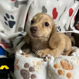 Red - Brindle female Dachshund puppy in Cumby, Texas from Dog Daze Ranch