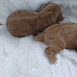 Goldendoodle and Poodle Puppies from Hatten Homestead Doodles