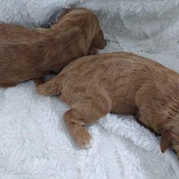 Goldendoodle and Poodle Puppies from Hatten Homestead Doodles