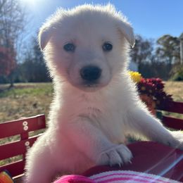 Boy 1 - German Shepherd puppy from Twila Ruth Herot