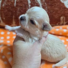 Toby - Cream and white male Chihuahua puppy in Brooksville, Florida from Daystars Chihuahuas