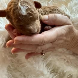 Elmo - Red male Cavapoo puppy in Liberty Hill, Texas from Cuddlebug Cavapoos of Austin