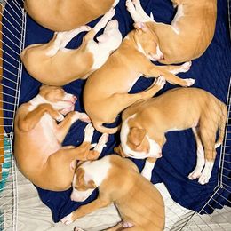 Ibizan Hound and Manchester Terrier Puppies from Dugualla