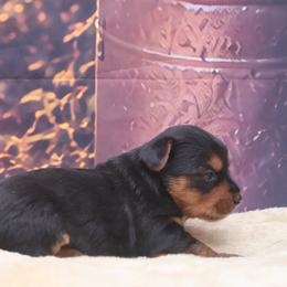 Joe - Black and tan male Yorkshire Terrier puppy in Lamar, Missouri from RJ’S Classy Yorkies