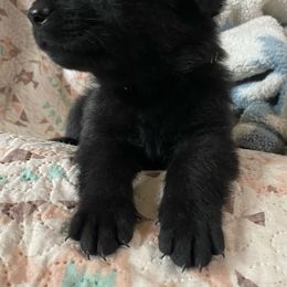 Green collar - Black German Shepherd puppy in Punta Gorda, Florida from Blitzenhaus Working Dogs