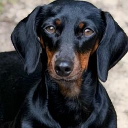Candie - Dachshund
