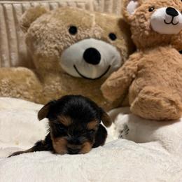 Winston - Black and tan male Yorkshire Terrier puppy in Illinois from Pretty Little Yorkies