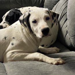 Grey Boy - White and black Dalmatian puppy in Leavenworth, Kansas from Tally Ho Dalmatians