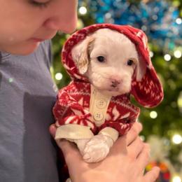 Milo - Parti male Goldendoodle puppy in Spring, Texas from Sterling Star Doodles