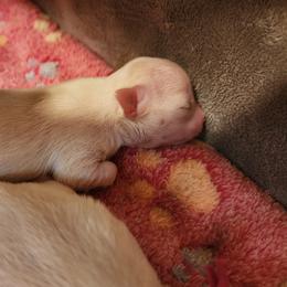 Leia - Cream and white female Chihuahua puppy in Jacksonville, Florida from Precious Paws of Florida - Chihuahuas