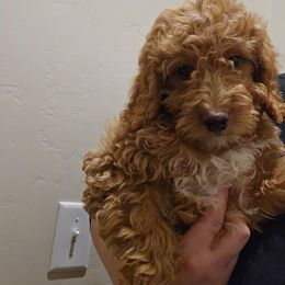 Leo - Red  male Goldendoodle puppy in Tucson, Arizona from Ever After Doodles Arizona