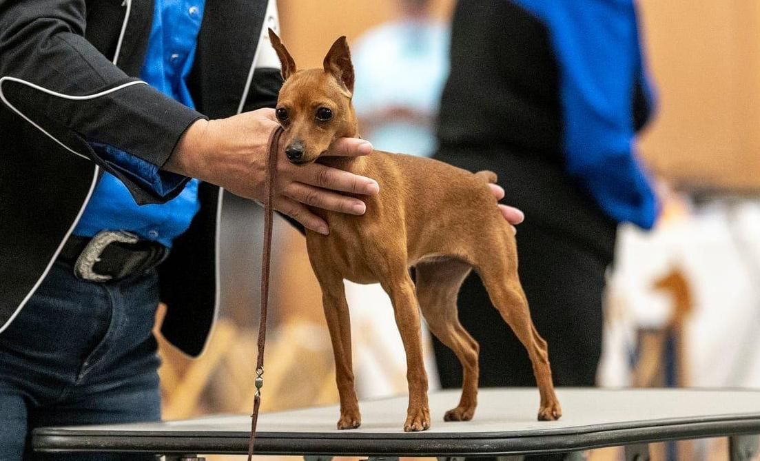 Pinscher miniatura em uma exposição canina