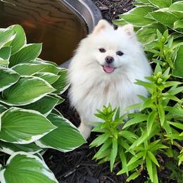 Pomeranians from Kathy's K9 Cuties