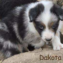 Hash - Blue merle male Australian Shepherd puppy in Burbank, South Dakota from Dakota Rose Aussies
