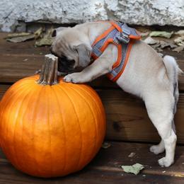 Waffle - Fawn male Pug puppy in Cincinnati, Ohio from Pugs513