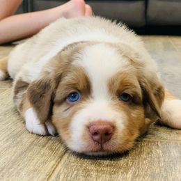 Eddie - Red merle male Australian Shepherd puppy in Palm Bay, Florida from Wiggle Butt's