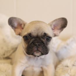 French Bulldog Puppies from White Hippo Frenchies