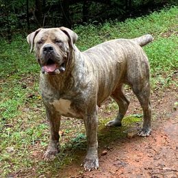 Grace - Boerboel
