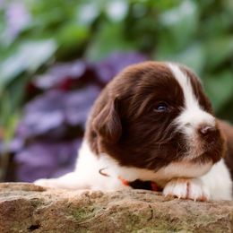 Banshee - White and brown female Newfoundland puppy in Madison, Wisconsin from Riddle Family Newfoundland